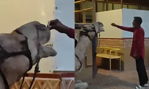 ऊंट को पिलाई सिगरेट, मामला पुलिस तक पहुंचा, पशु प्रेमी कर्मचारी की हरकत से दुखी