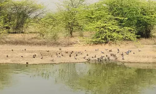 भयंकर गर्मी में तालाब किनारे जंगली जानवर बना रहे ठिकाना