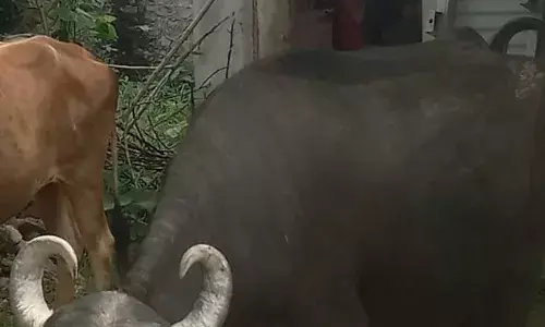 परिवार गया रात्रि जागरण में  चोर ले उड़े भेसे