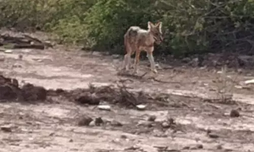 इको पार्क में वन्य जीव गणना जारी, मोर, चिंकारा आदि जानवर दिखे