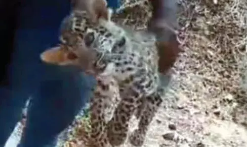 ग्रामीणों ने पकड़ा पैंथर का बच्‍चा