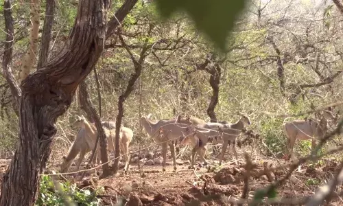 इको पार्क में लैंटाना झाड़ियां का दुष्प्रभाव, वन्‍य जीवों को खतरा