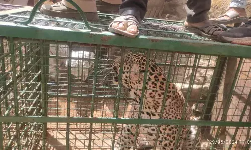 बागोर में मादा पैंथर को पकड़ा