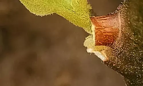 प्रस्फुटन .....