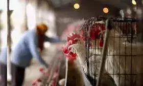 बर्ड फ्लू संक्रमण से दुनिया में पहली मौत,भारत में भी जारी हुआ अलर्ट