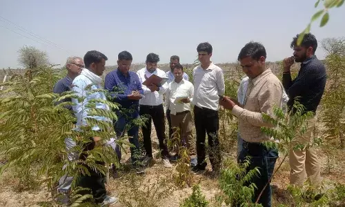 मीयावाकी पद्घति से रोपें गए पौधों का किया अवलोकन मीयावाकी पद्घति से रोपें गए पौधों का किया अवलोकन
