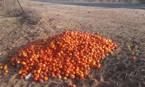टमाटर के गिरते भावों को लेकर किसानों की हालत खराब, सड़क किनारे पटक रहे टमाटर