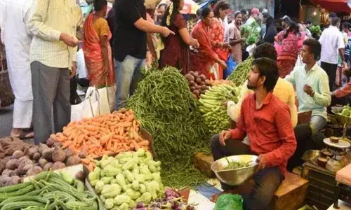 हरी सब्जियों की बंपर पैदावार, पशुओं को खिलाने पर मजबूर हुए किसान