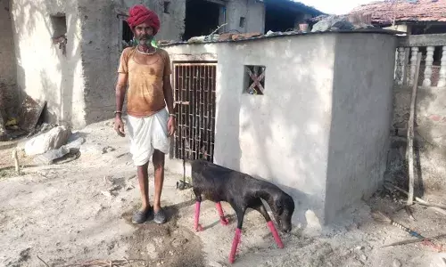 पेंथर के आतंक से दहशत में परिवार, पालतू जानवरो बन चुके शिकार