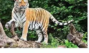 पटरियों पर सो रहे थे 10 शेर, लोको पायलट ने आपातकालीन ब्रेक लगाकर बचाई जान पटरियों पर सो रहे थे 10 शेर, लोको पायलट ने आपातकालीन ब्रेक लगाकर बचाई जान