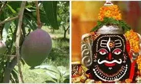 महाकाल को भेंट किए दो आम, कीमत है सिर्फ 2,70,000 रुपए प्रति किलो