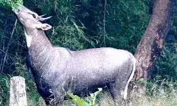 नील गायों ने किया हमला, किसान की मौत