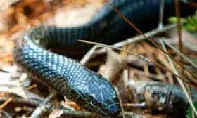 मातम में बदली खुशियां सांप के डसने से दो मासूम बच्चों की हुई मौत,शादी के घर में मचा कोहराम मातम में बदली खुशियां सांप के डसने से दो मासूम बच्चों की हुई मौत,शादी के घर में मचा कोहराम