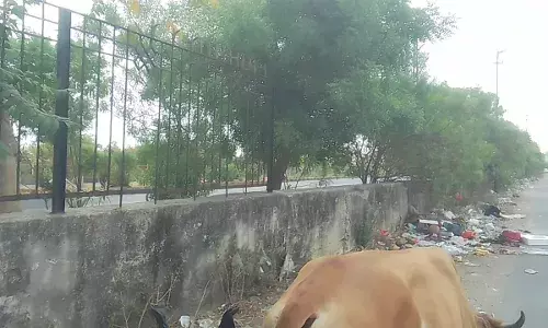 ये किसी घोटाले से नहीं कम: चोरों और नशेड़ियों ने रेलिंग चुराई, लिए मजे, लापरवाही की होगी जांच?