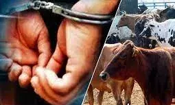गायों को भी नहीं बख्शा दुष्कर्मियों ने, एक ही दिन में दो जगह अप्राकृतिक कृत्य