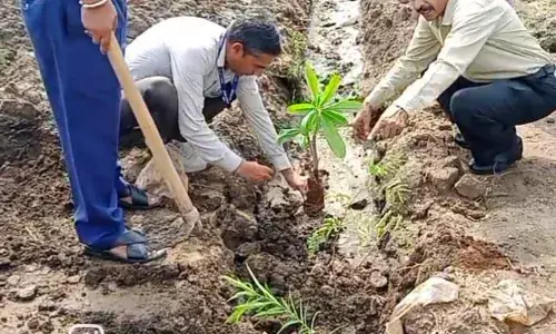 महात्मा गांधी विद्यालय में वृक्षारोपण