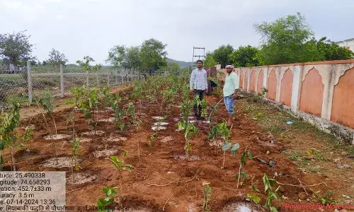 मॉडल स्कूल परिसर में 600 सौ अधिक पौधे लगाये मॉडल स्कूल परिसर में 600 सौ अधिक पौधे लगाये