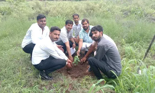 कोटड़ी न्यायालय परिसर में किया पौधारोपण