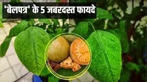 ‘बेलपत्र’ को खाने के ये हैं 5 अद्भुत फायदे ‘बेलपत्र’ को खाने के ये हैं 5 अद्भुत फायदे