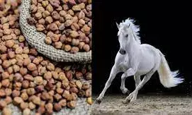 देसी चना इस तरीके से खाएंगे तो मिलेगी घोड़े जैसी ताकत! देसी चना इस तरीके से खाएंगे तो मिलेगी घोड़े जैसी ताकत!