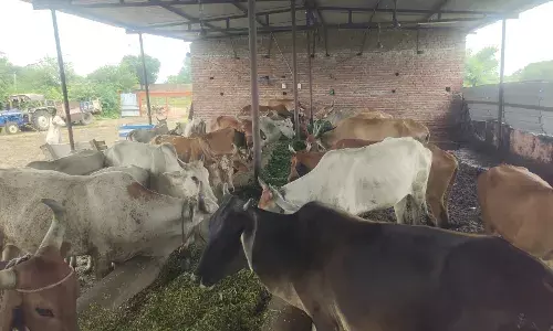 हरियाली अमावस्या पर गौशाला में गायों को खिलाई हरी ज्वार