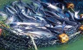 दुग्ध, मछली उत्पादन में भारत बना दुनिया का अगुवा