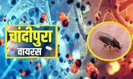 सैंटफ्लाई नामक मक्खी से फैलती है बीमारी जाने लक्षण और बचाव के तरिके
