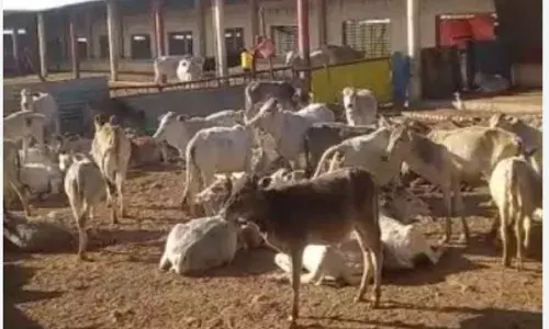 एक पर खर्च होगे 18 करोड़,आवारा गोवंशीय पशुओं की बेहतर देखभाल हो सकेगी