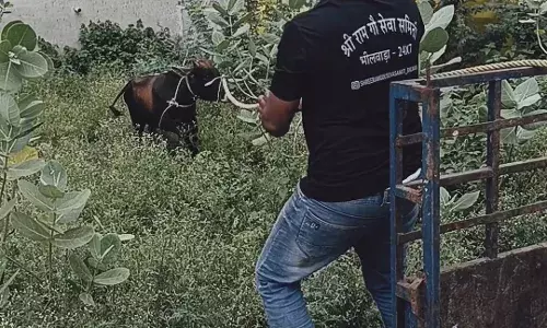 महिला ओर छोटी बच्ची को नंदी ने किया घायल,नंदी का गौसेवकों ने किया रेस्क्यू महिला ओर छोटी बच्ची को नंदी ने किया घायल,नंदी का गौसेवकों ने किया रेस्क्यू