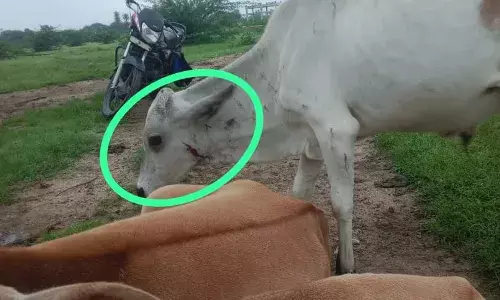 पीथास में पैंथर ने गाय पर किया हमला, गंभीर घायल पीथास में पैंथर ने गाय पर किया हमला, गंभीर घायल