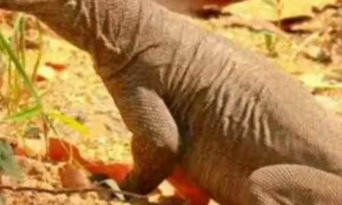 जहाजपुर में कैफे मालिक छिपकली के अंगो की तस्करी के आरोप में  गिरफ्तार