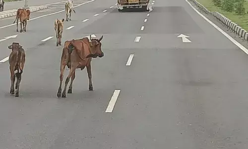 हाईवे बना गोशाला, कदम-कदम पर गायों का डेरा, वाहन चालक परेशान