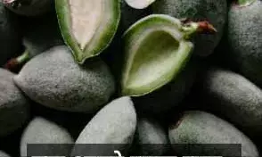 रोज सुबह उठकर खा लें हरा बादाम, बुढ़ापा भागेगा कोसों दूर