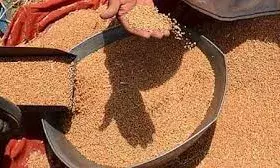 नौ महीनों के उच्चतम स्तर पर गेहूं, त्योहारी सीजन में और बढ़ेंगे दाम
