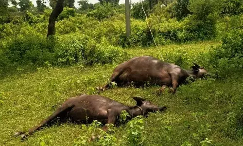 ग्रामीणों ने लापरवाह कर्मचारियों पर कार्रवाई और मुआवजे की रखी मांग