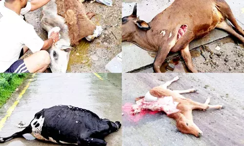 अज्ञात वाहन ने सड़क पर बैठें चार गौवंश को कुचला, दो की मौत, दो घायल अज्ञात वाहन ने सड़क पर बैठें चार गौवंश को कुचला, दो की मौत, दो घायल