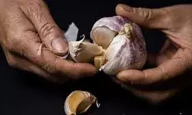 लहसुन खाने से कई सारे अन्य फायदे लहसुन खाने से कई सारे अन्य फायदे