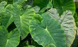 अरबी ही नहीं इसके पत्ते भी हैं सेहत के लिए फायदेमंद, बनाएं स्वादिष्ट साग अरबी ही नहीं इसके पत्ते भी हैं सेहत के लिए फायदेमंद, बनाएं स्वादिष्ट साग