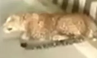 पैंथर की थम नहीं रही चहल-कदमी, बकरियों का किया शिकार, दहशत में ग्रामीण पैंथर की थम नहीं रही चहल-कदमी, बकरियों का किया शिकार, दहशत में ग्रामीण