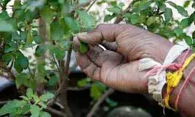 तुलसी तोड़ते समय न करें लापरवाही, बेहद जरूरी है इस बात का ध्यान तुलसी तोड़ते समय न करें लापरवाही, बेहद जरूरी है इस बात का ध्यान