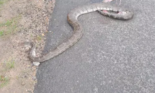 वाहन के कुचलने से अजगर की हुई मौत वाहन के कुचलने से अजगर की हुई मौत