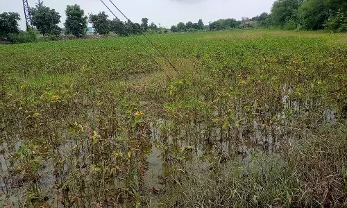 अत्यधिक बारिश ने बढ़ाई किसानों की चिंता