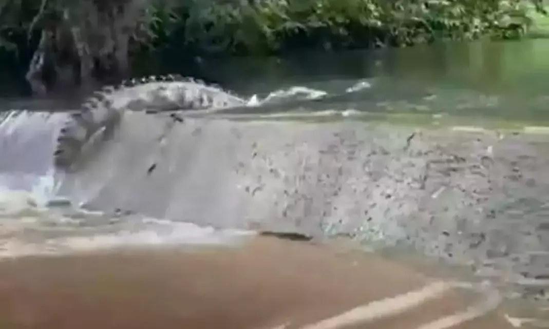 कोट तालाब में मगरमच्छ आने से लोगों में दहशत कोट तालाब में मगरमच्छ आने से लोगों में दहशत