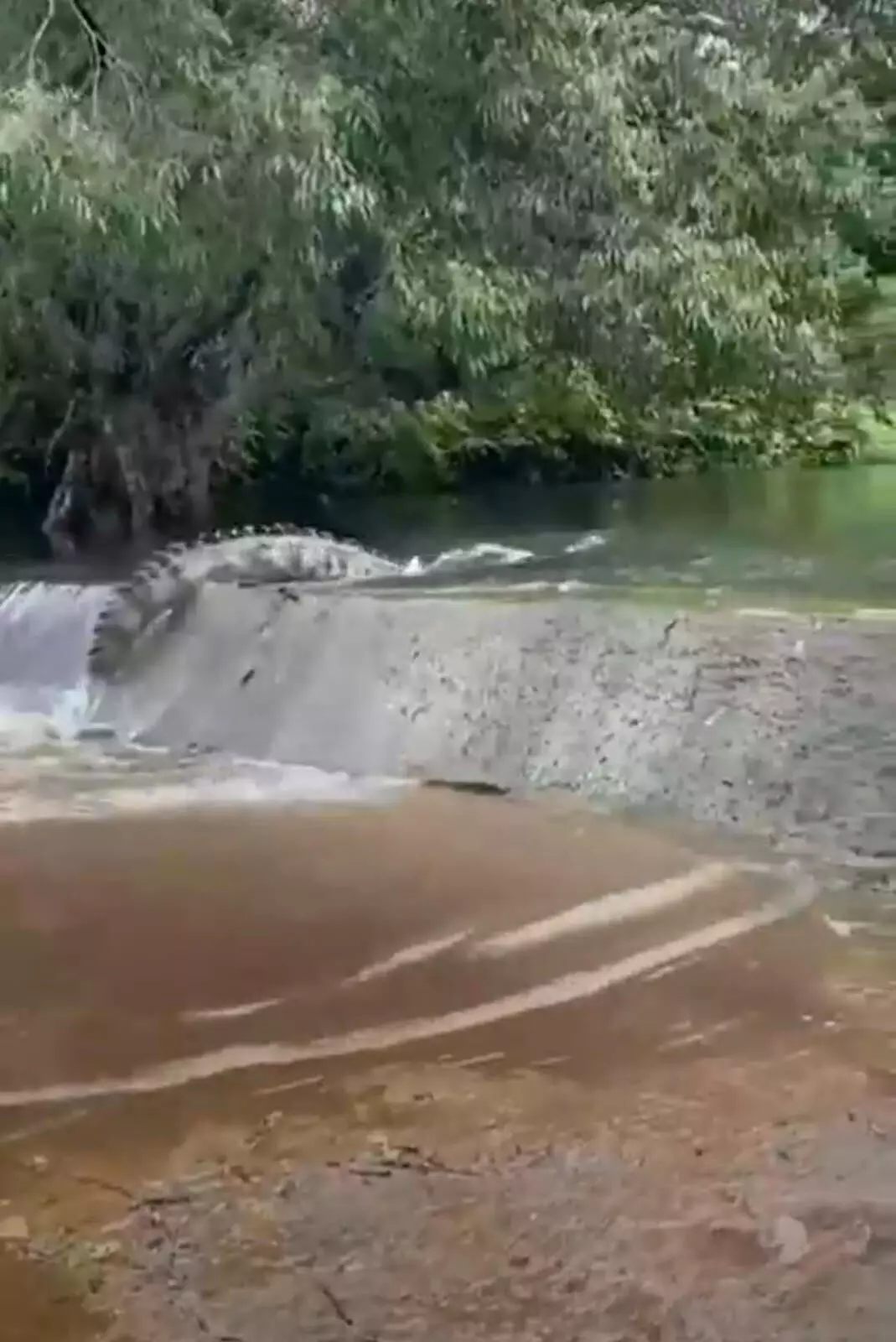 कोट तालाब में मगरमच्छ आने से लोगों में दहशत