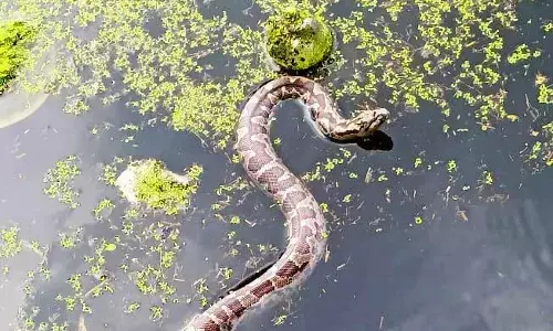 परंगटिया तालाब में सोमवार को दिखा अजगर