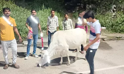 गोवंश को बांधे रेडियम बैल्ट, सड़क दुर्घटना से होगा बचाव गोवंश को बांधे रेडियम बैल्ट, सड़क दुर्घटना से होगा बचाव