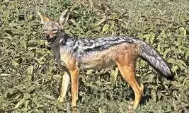 अलवर में सियार का आतंक, महिला को कई जगह नोचा, 20 मीटर तक घसीटा