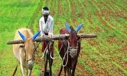 मंत्रिमंडल ने पीएंड के उर्वरकों पर रबी सत्र के लिए 24,475 करोड़ रुपये सब्सिडी की मंजूरी दी मंत्रिमंडल ने पीएंड के उर्वरकों पर रबी सत्र के लिए 24,475 करोड़ रुपये सब्सिडी की मंजूरी दी