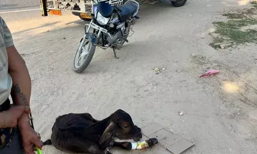 दुर्घटना में गोवंश का पैर फैक्चर, राजकीय पशु चिकित्सक ने नहीं उठाया फोन