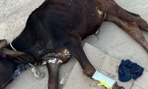 दुर्घटना में टूटा गौवंश का पैर, बालाजी गौवंश हेल्पलाइन ने करवाया उपचार